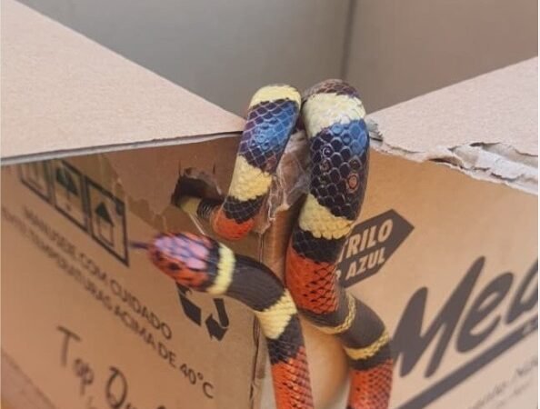 Cobra-coral é capturada em quintal de residência em Alta Floresta