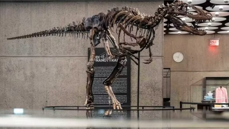 Esqueleto raro de dinossauro é vendido por US$ 47,3 milhões em leilão