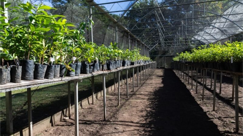Prefeitura de Cuiabá realiza novo plantio nesta sexta e ultrapassa mil árvores plantadas em outubro