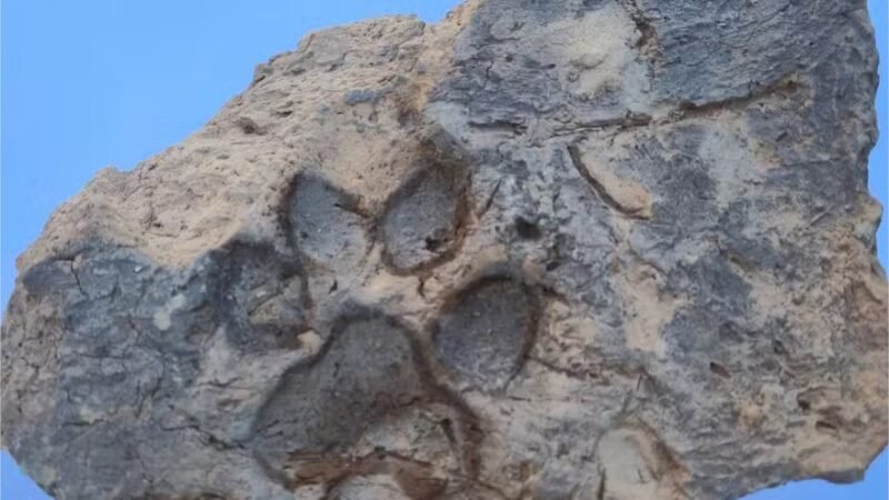 Pegada de cachorro é encontrada em tijolo de 3.700 anos