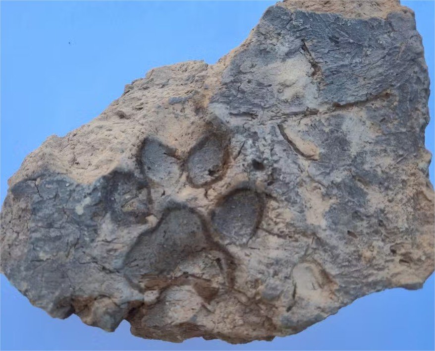 Pegada de cachorro é encontrada em tijolo de 3.700 anos