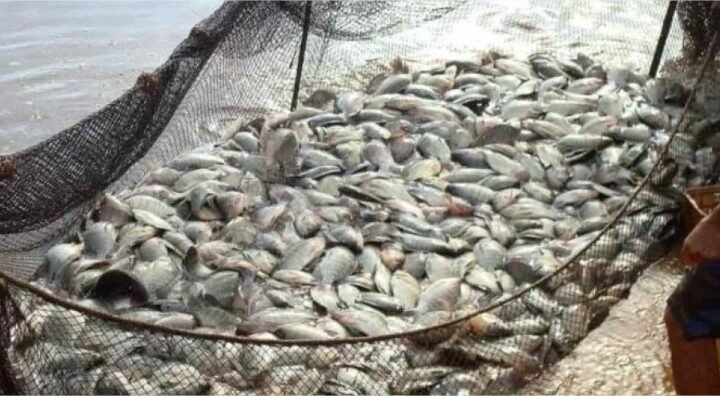 Produção anual passa a definir licença para criação de peixes