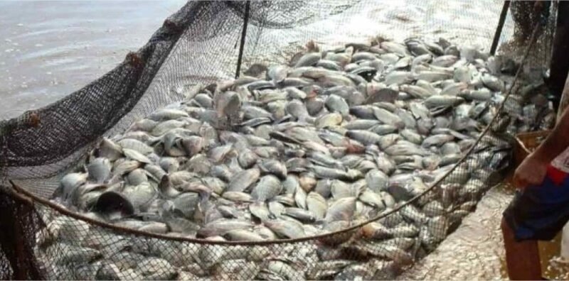 Produção anual passa a definir licença para criação de peixes