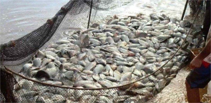 Produção anual passa a definir licença para criação de peixes