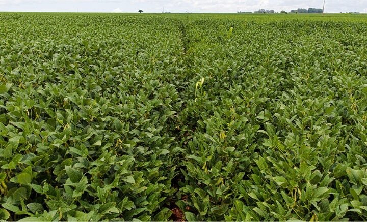 Custo total da safra de soja em Mato Grosso sobe 6,9%
