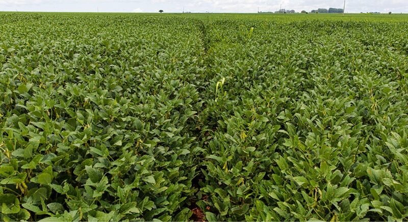 Custo total da safra de soja em Mato Grosso sobe 6,9%