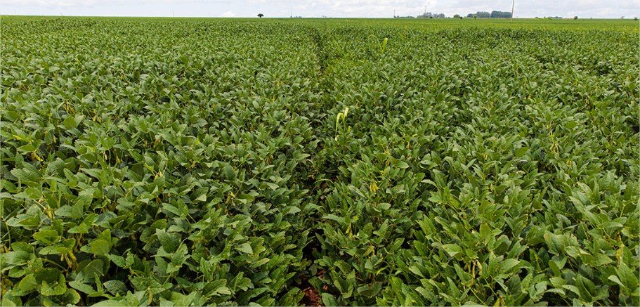 Custo total da safra de soja em Mato Grosso sobe 6,9%