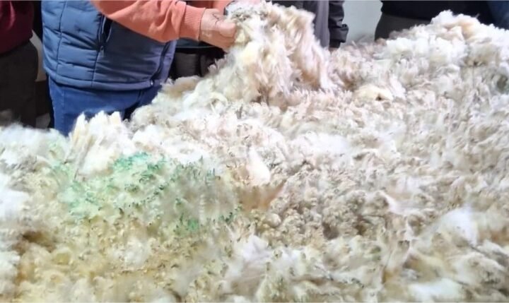 Chuvas e frio adiam tosquia no RS; produção de lã tem previsão de 8 milhões de quilos