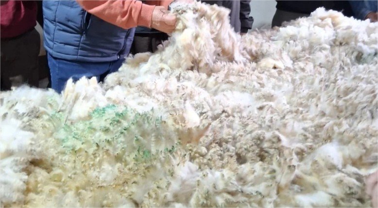Chuvas e frio adiam tosquia no RS; produção de lã tem previsão de 8 milhões de quilos
